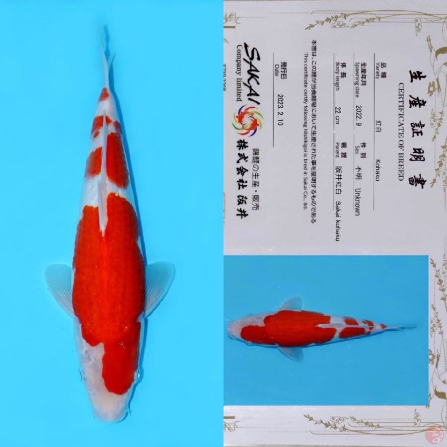 SAKAI SANDAN SUPER RED KOHAKU HQ 31CM