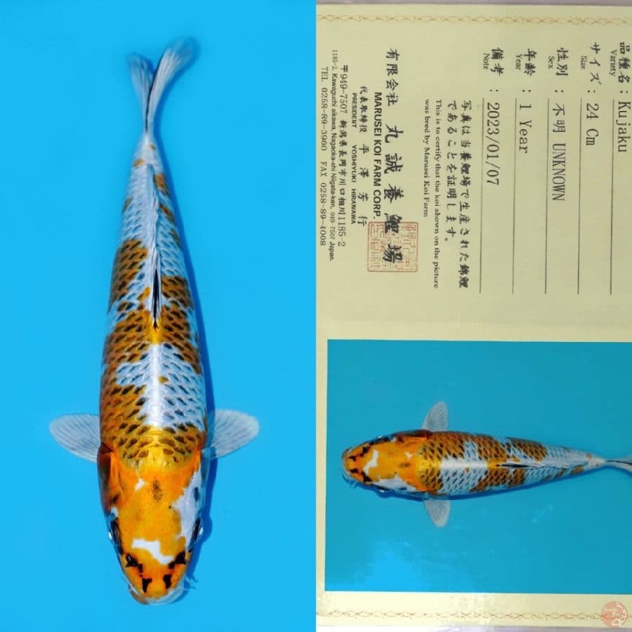 MARUSEI KUJAKU HQ 32CM