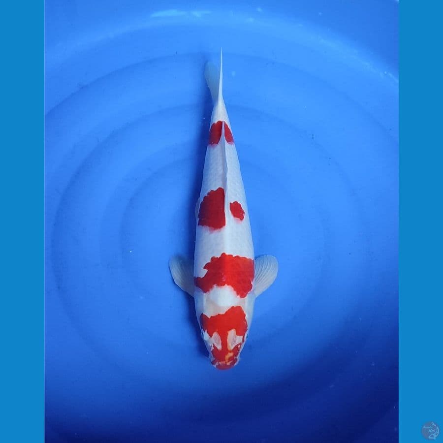kohaku pejantan 50cm