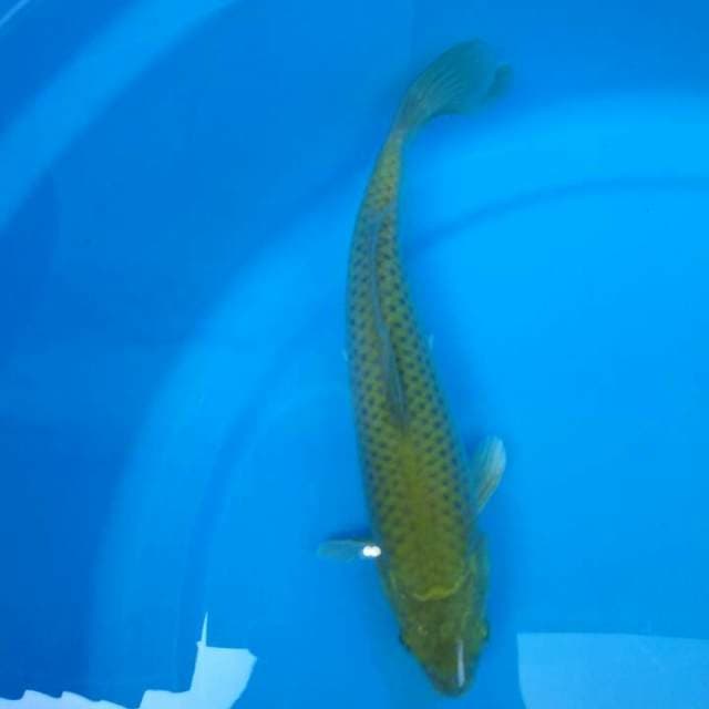 Midori