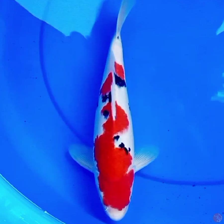 32cm TSUBOSUMI SANKE BERSIH