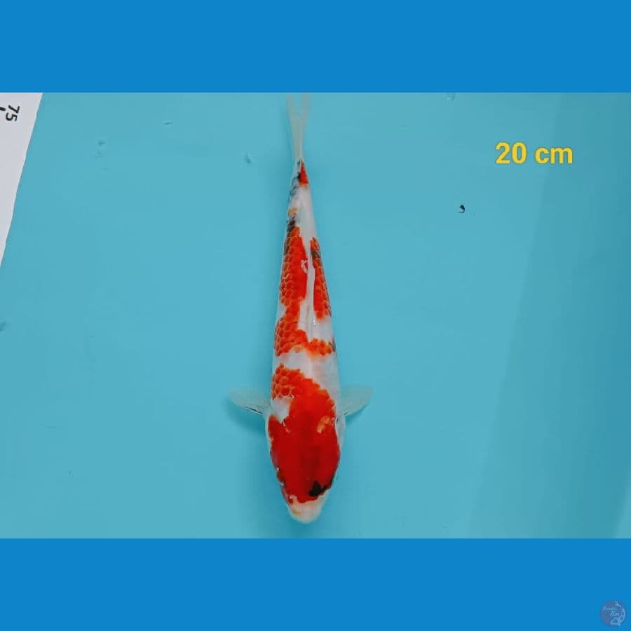 showa 20 cm