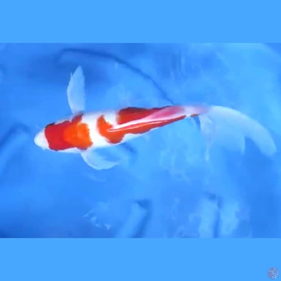 ( 33CM ) KUMPAY KOHAKU - FEMALE