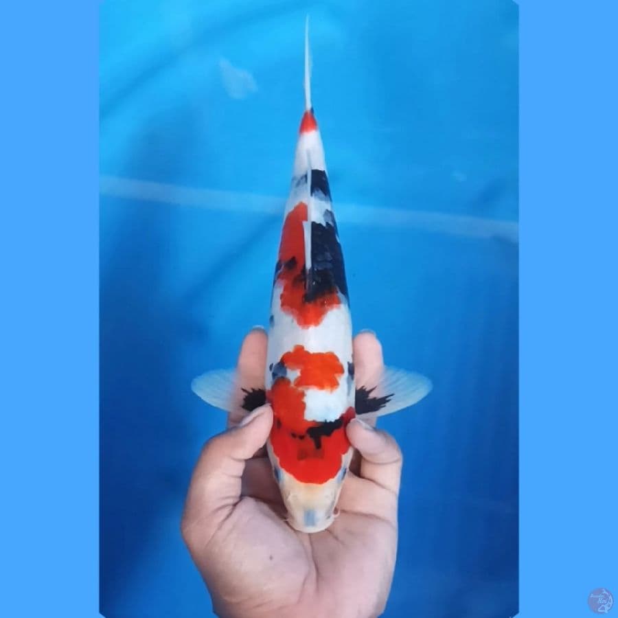 ( 29CM ) KINDAI SHOWA - MALE