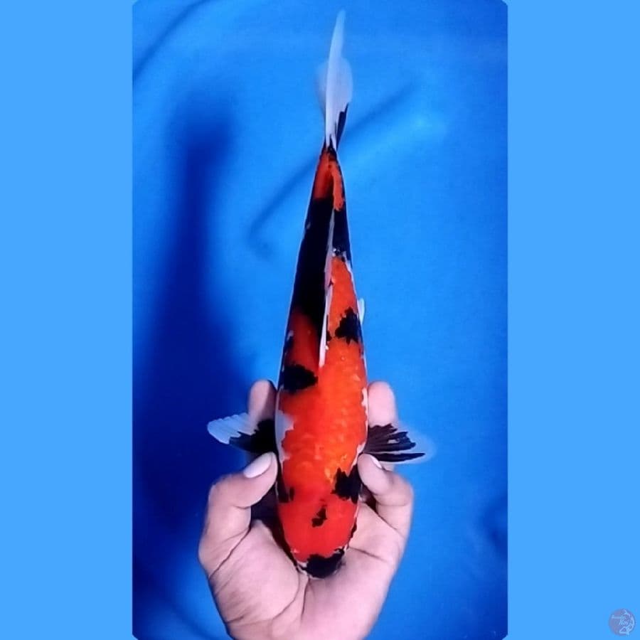 ( 30CM ) SHOWA MANTAP - FEMALE