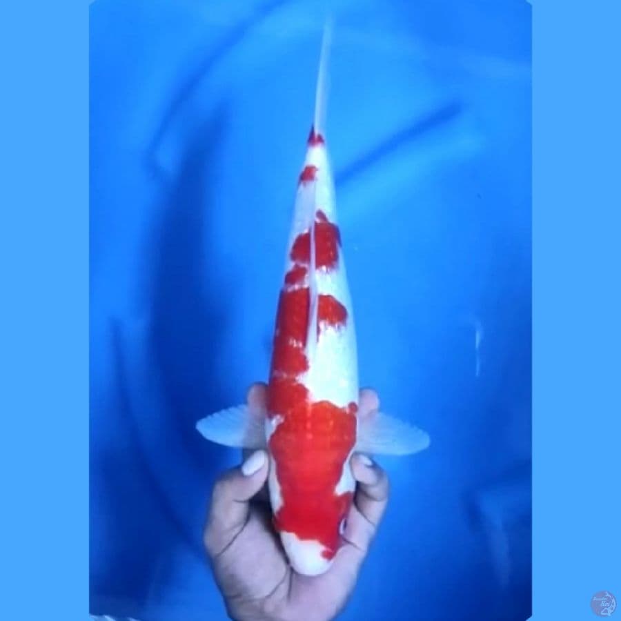 ( 35CM ) KOHAKU GINRIN - FEMALE