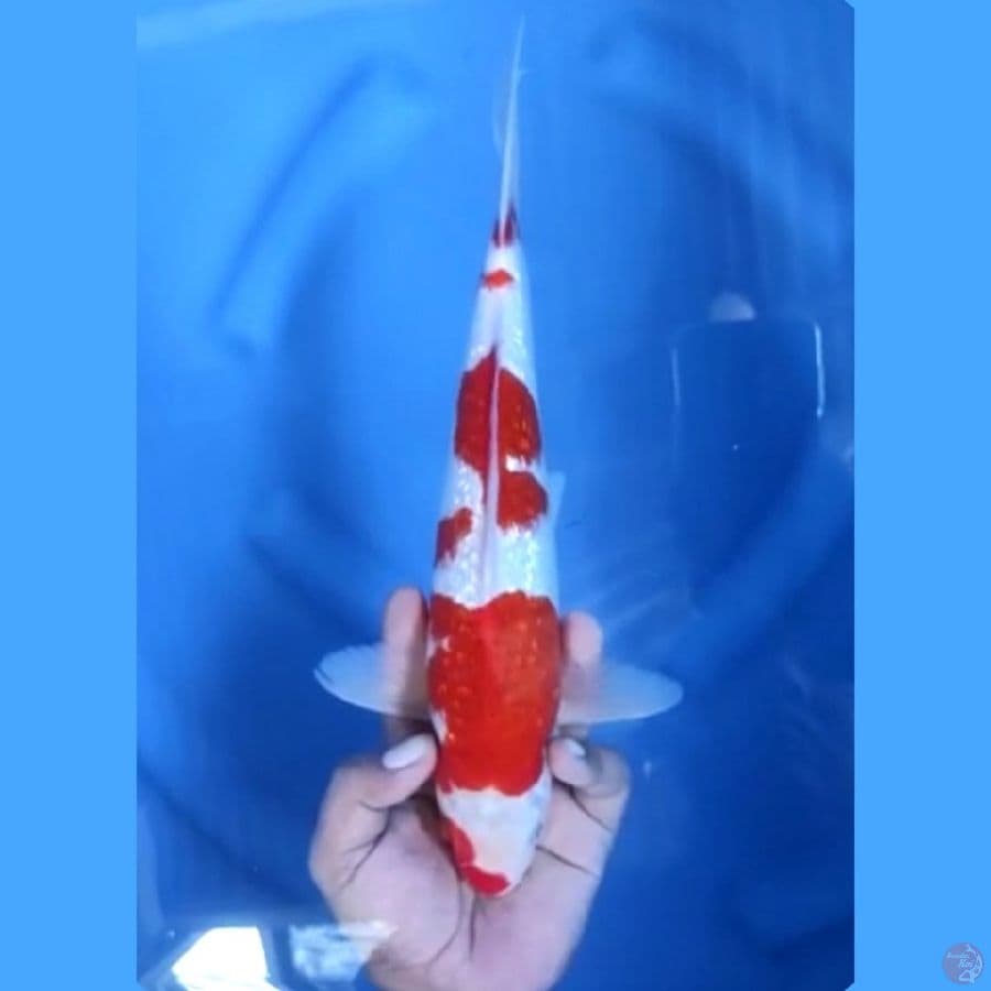 ( 31CM ) AI GOROMO GINRIN - FEMALE