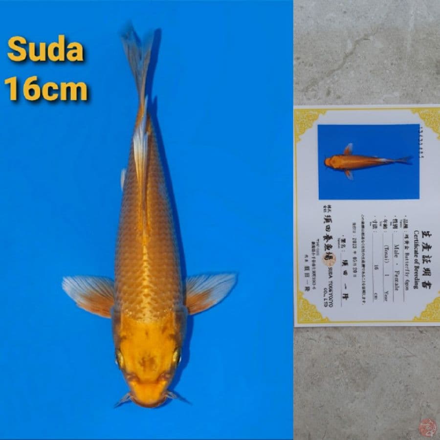 SUDA YAMABUKI OGON SLEYER 16CM SERTI