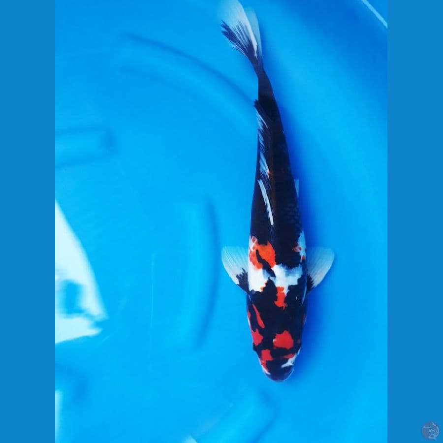 showa f1 omosako 34cm