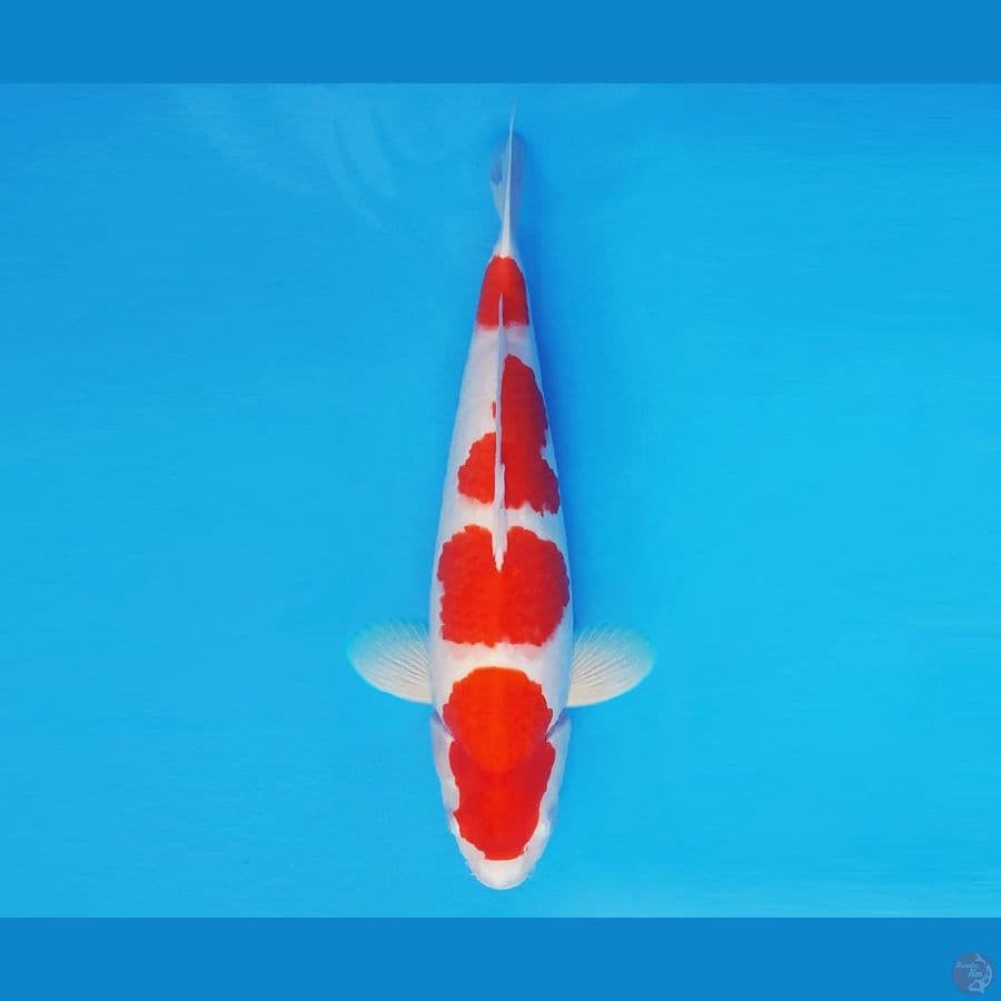 ASSASSIN 2 ~ Kohaku 35 cm/male ™