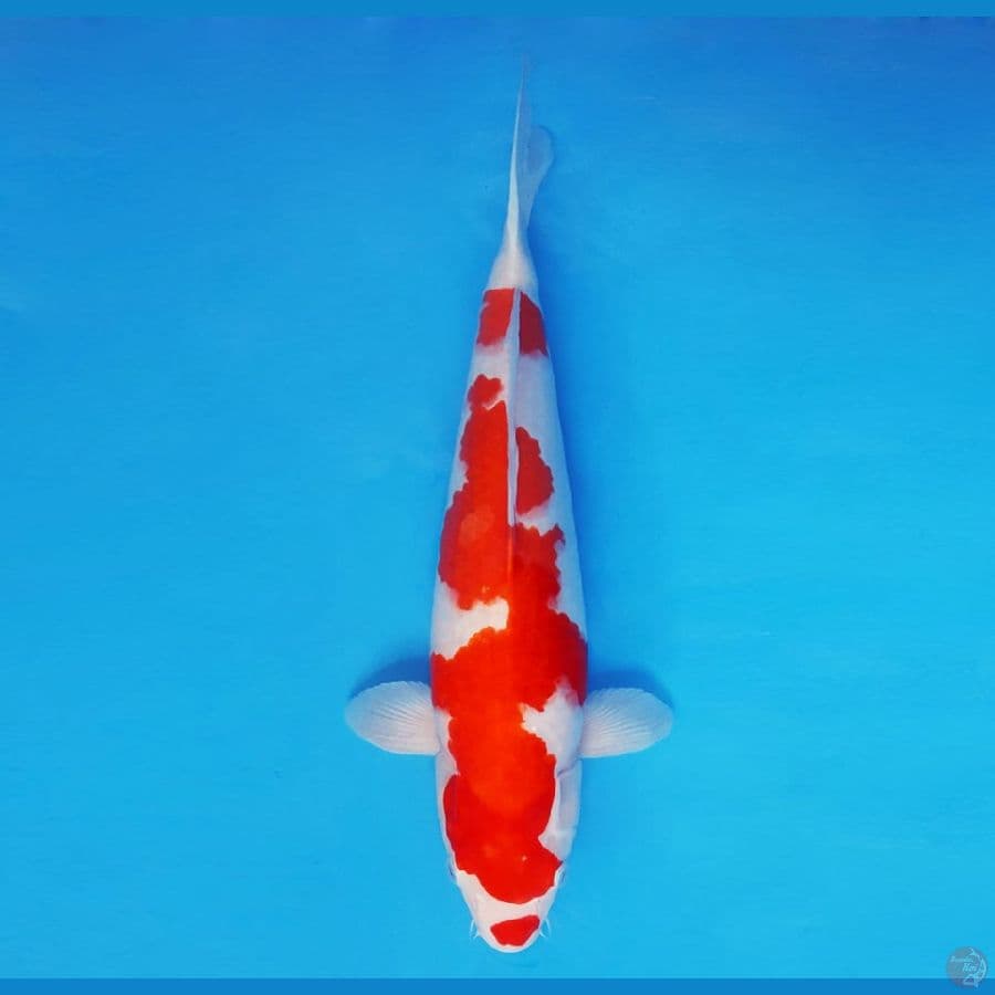 ASSASSIN 7 ~ Kohaku 39 cm/fm ™