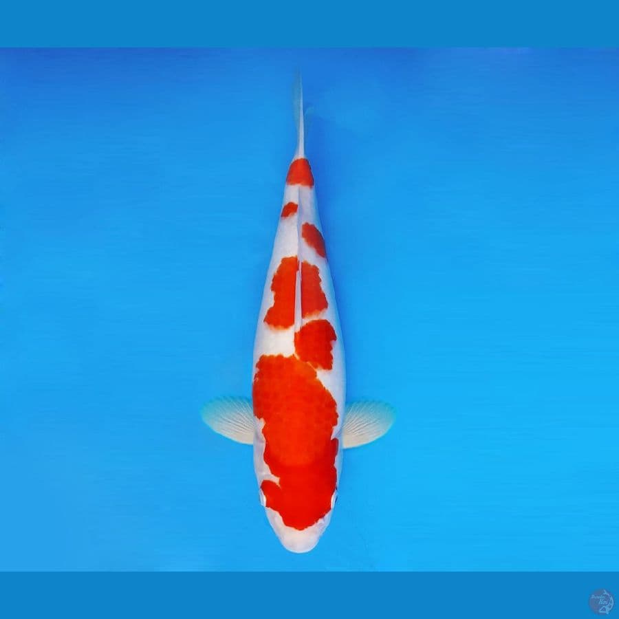 ASSASSIN 10 ~ Kohaku 39 cm/fm ™