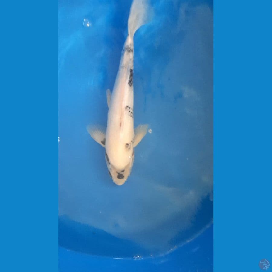 Shiro Omosako Koi Farm 35 cm bahan keep