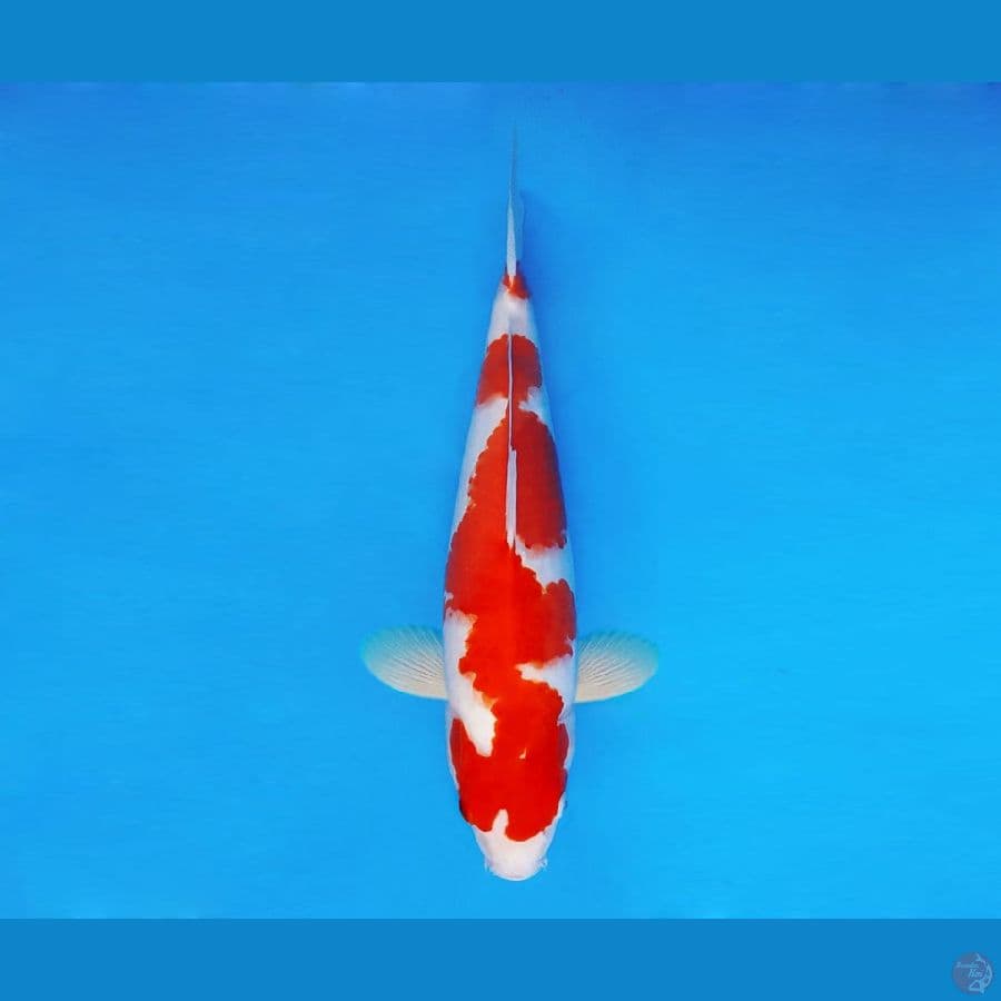 ASSASSIN 12 ~ Kohaku 35 cm/male ™