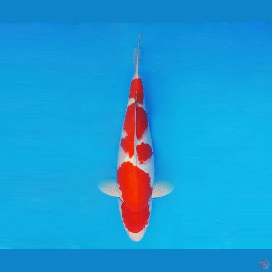 ASSASSIN 13 ~ Kohaku 36 cm/male ™