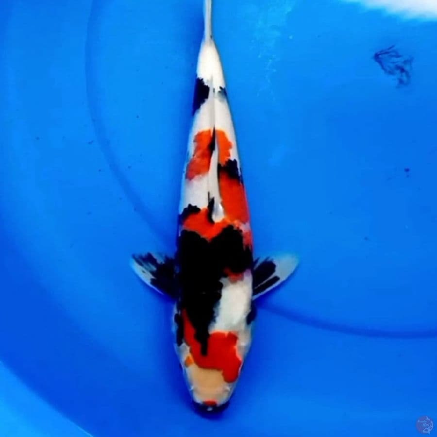 32cm SQ KINDAI SHOWA