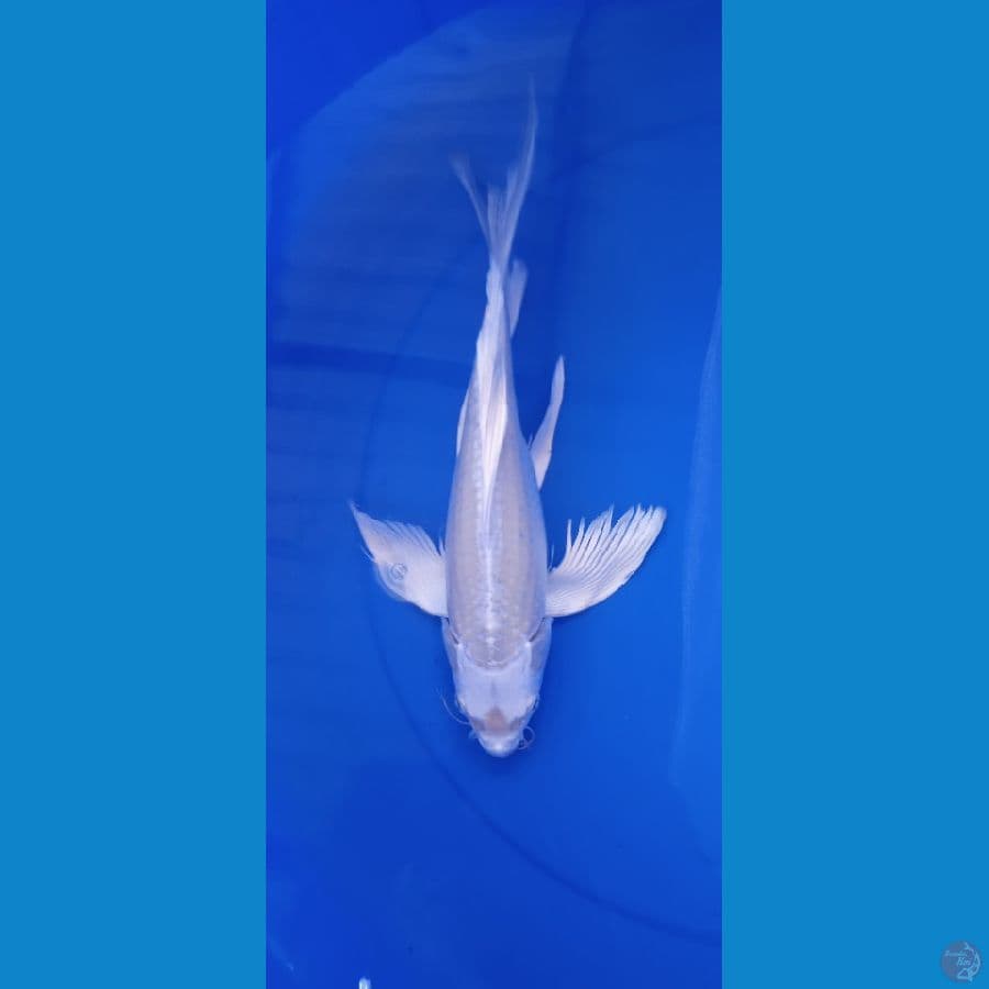 platinum slayer 34 cm