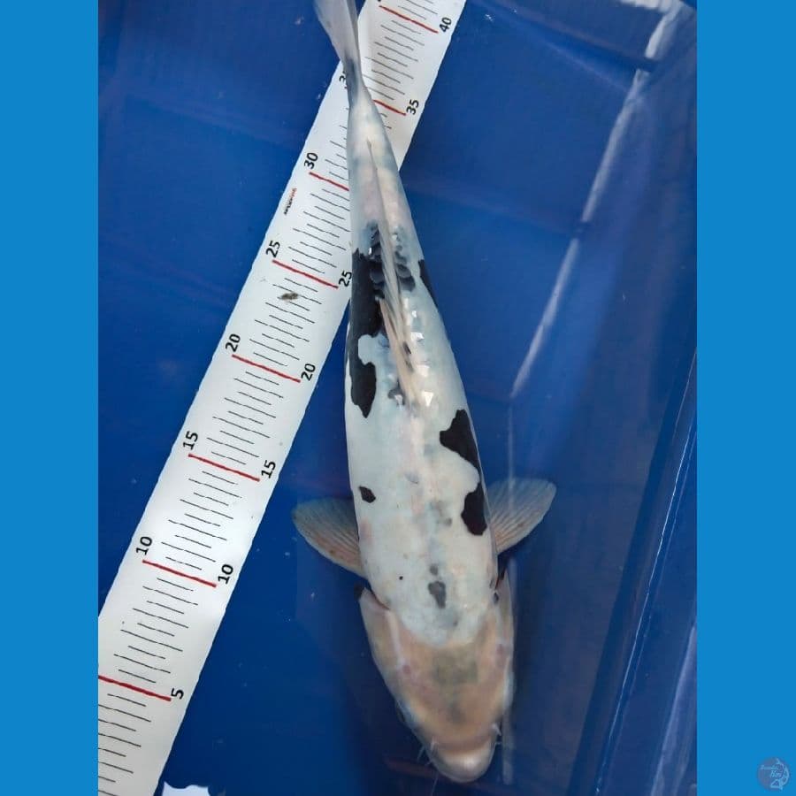 doitsu 38cm