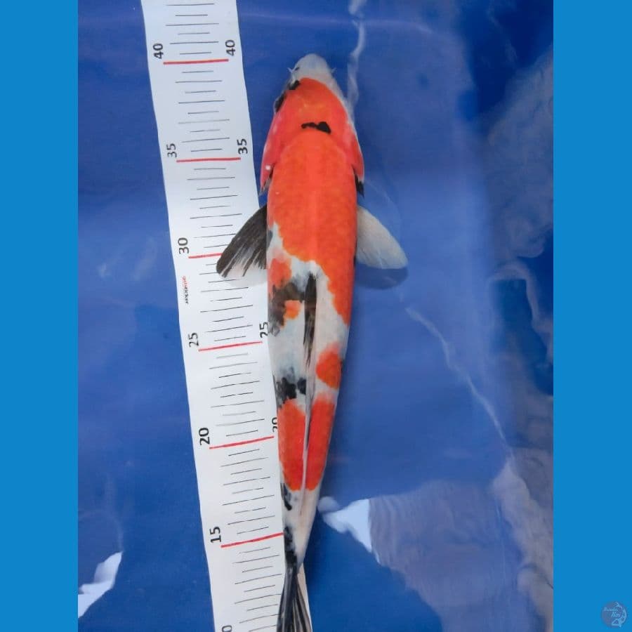 showa 31cm jantan