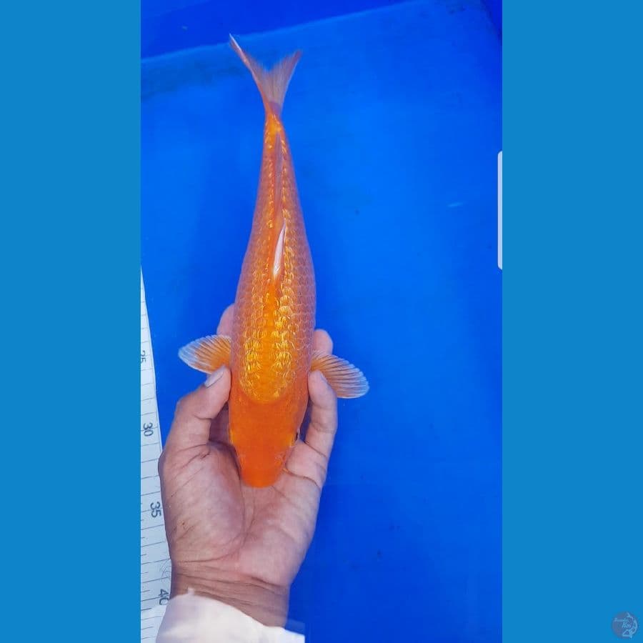 RED KARASHI ginrin 30 cm