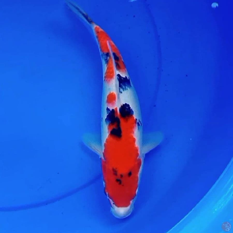 33cm TSUBOSUMI SANKE HQ