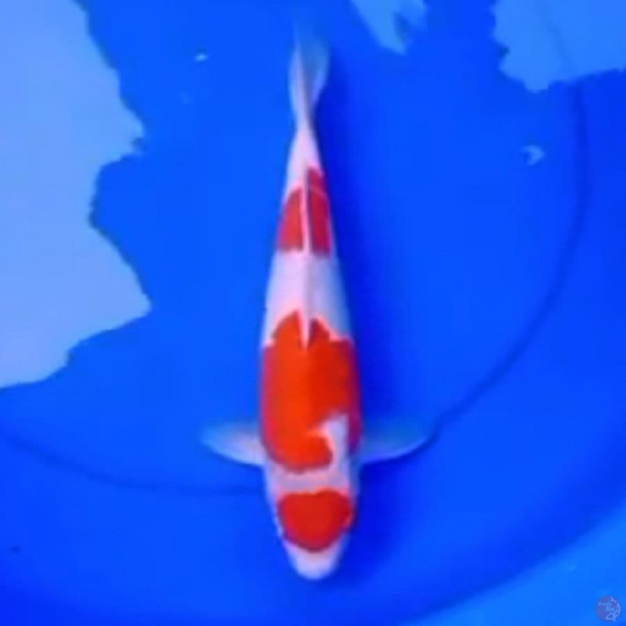 33cm MARUTEN KOHAKU 3STEP