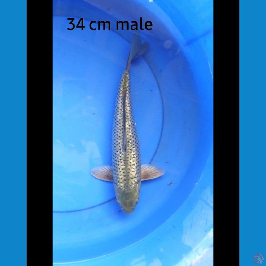 Soragoi ginrin 34 cm male