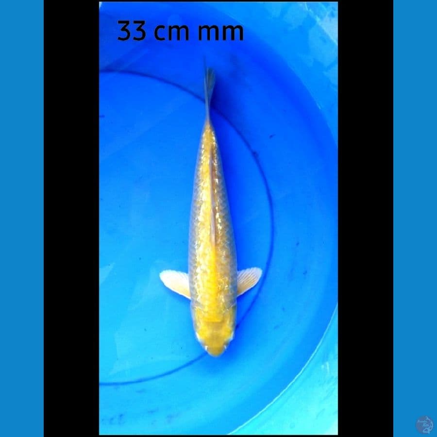 Karashi ginrin red eye 33 cm