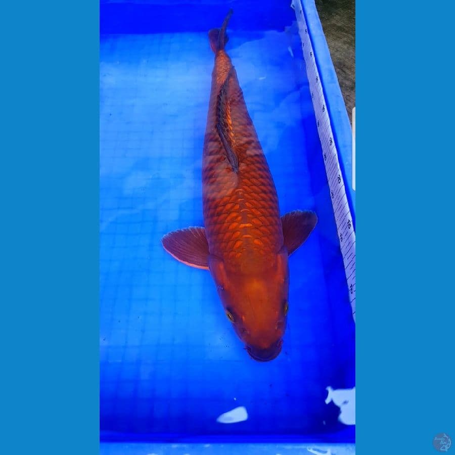 CHAGOI TEMABAGA TULEN 51 cm (male)