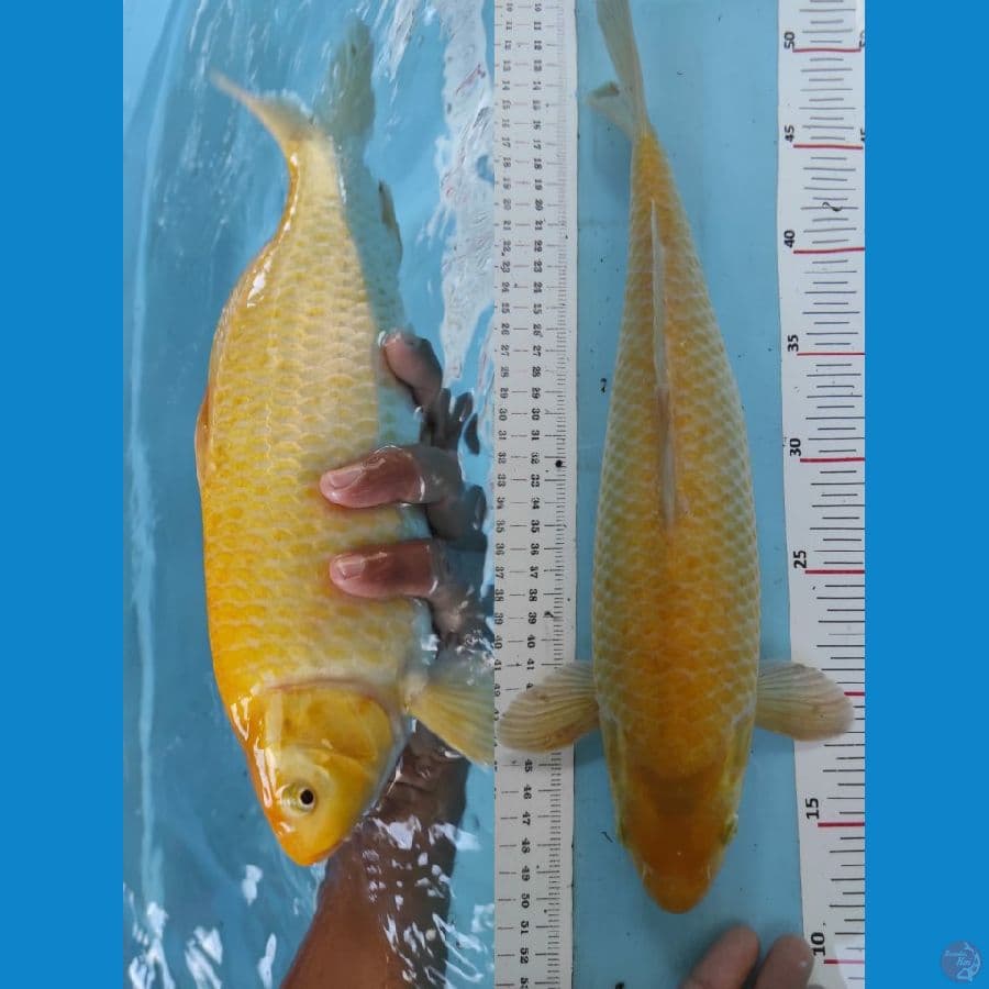 karasi 37cm