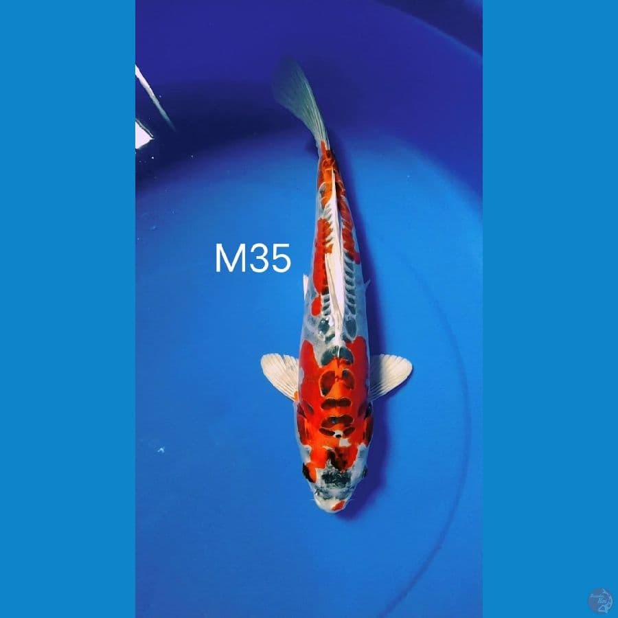 sq kujaku doit jantan 35cm