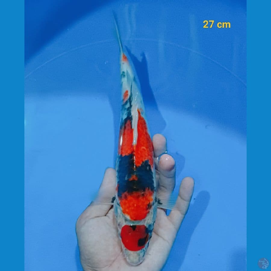 maruten showa 27 cm