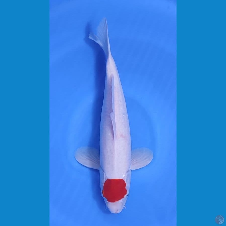 TANCO KOHAKU HQ ~37cm/Male~