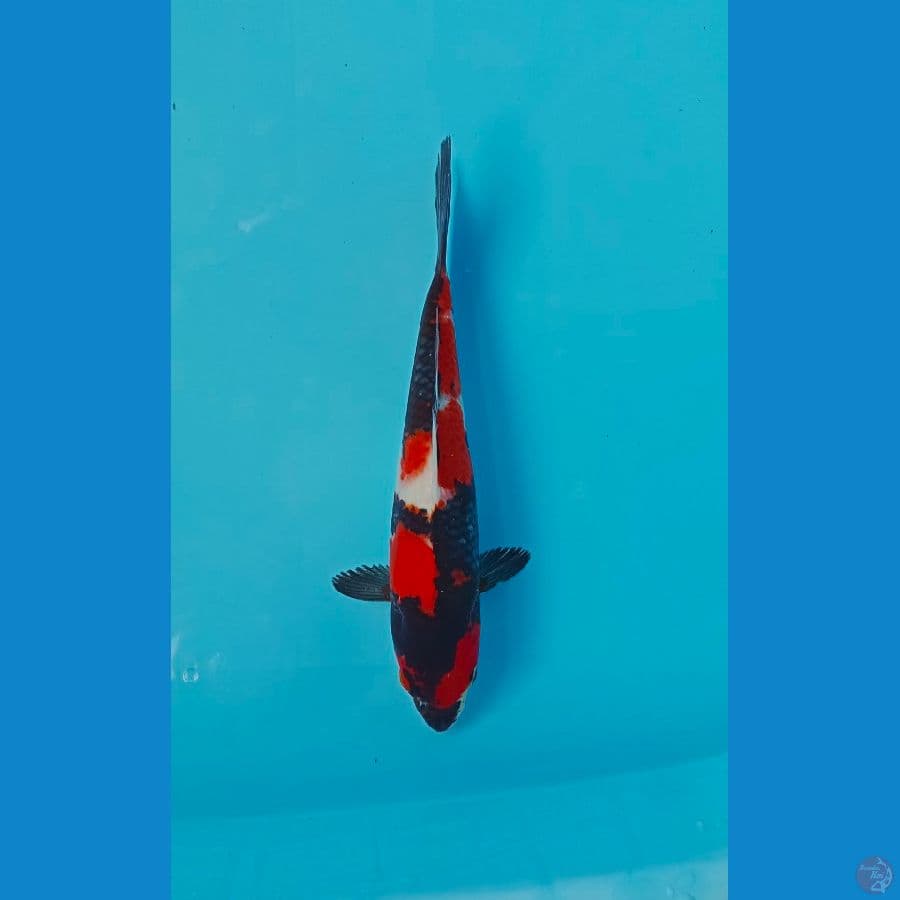Showa Motogoro Male 27cm
