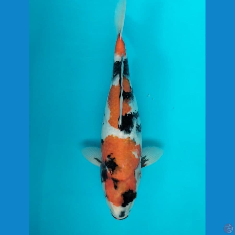 Showa 36cm F