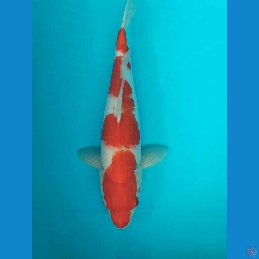 kohaku 39 cm F