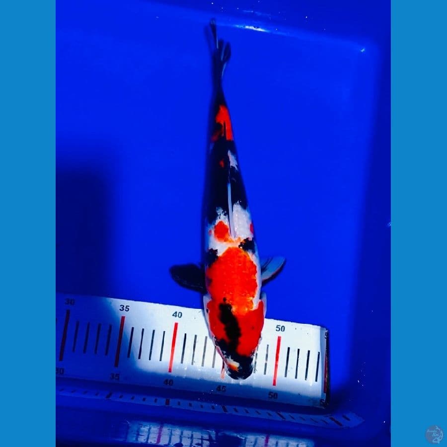 showa 33cm