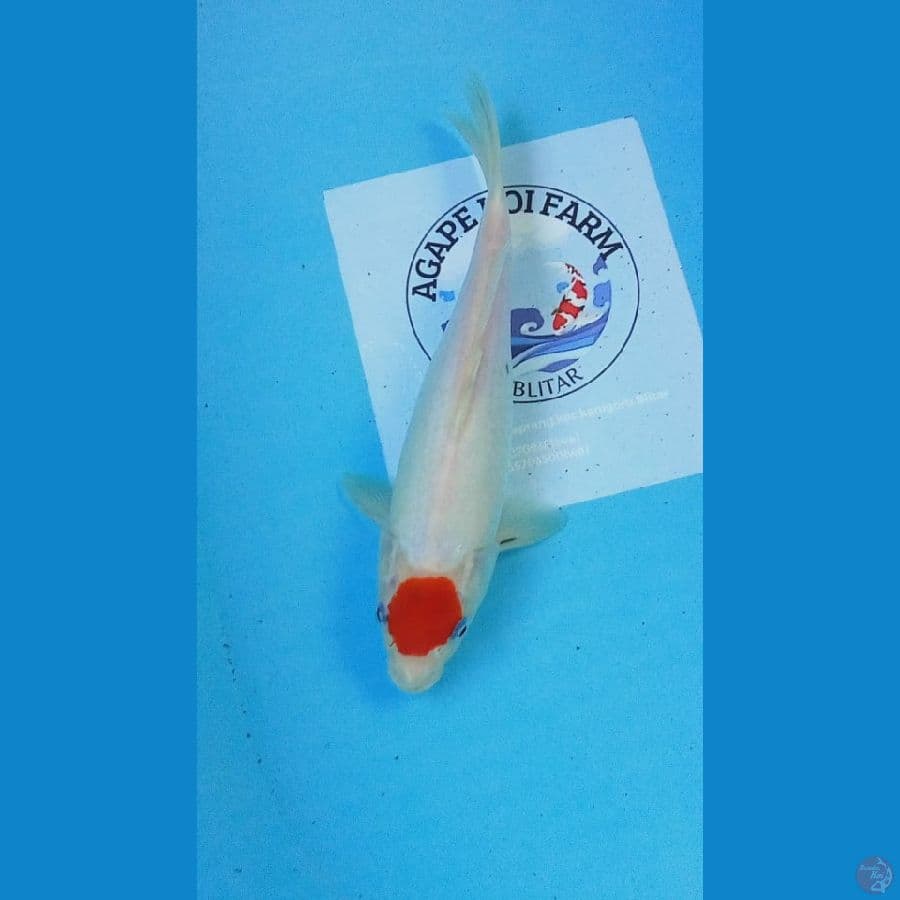 Tancho 29cm