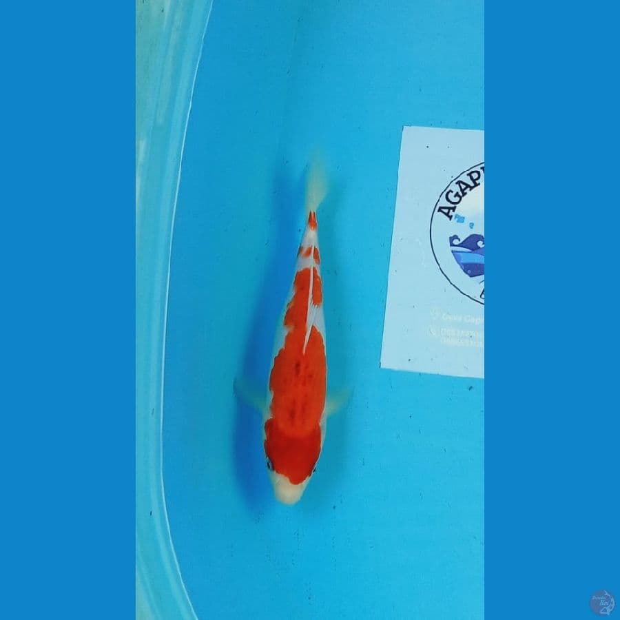 Ai goromo 25 cm