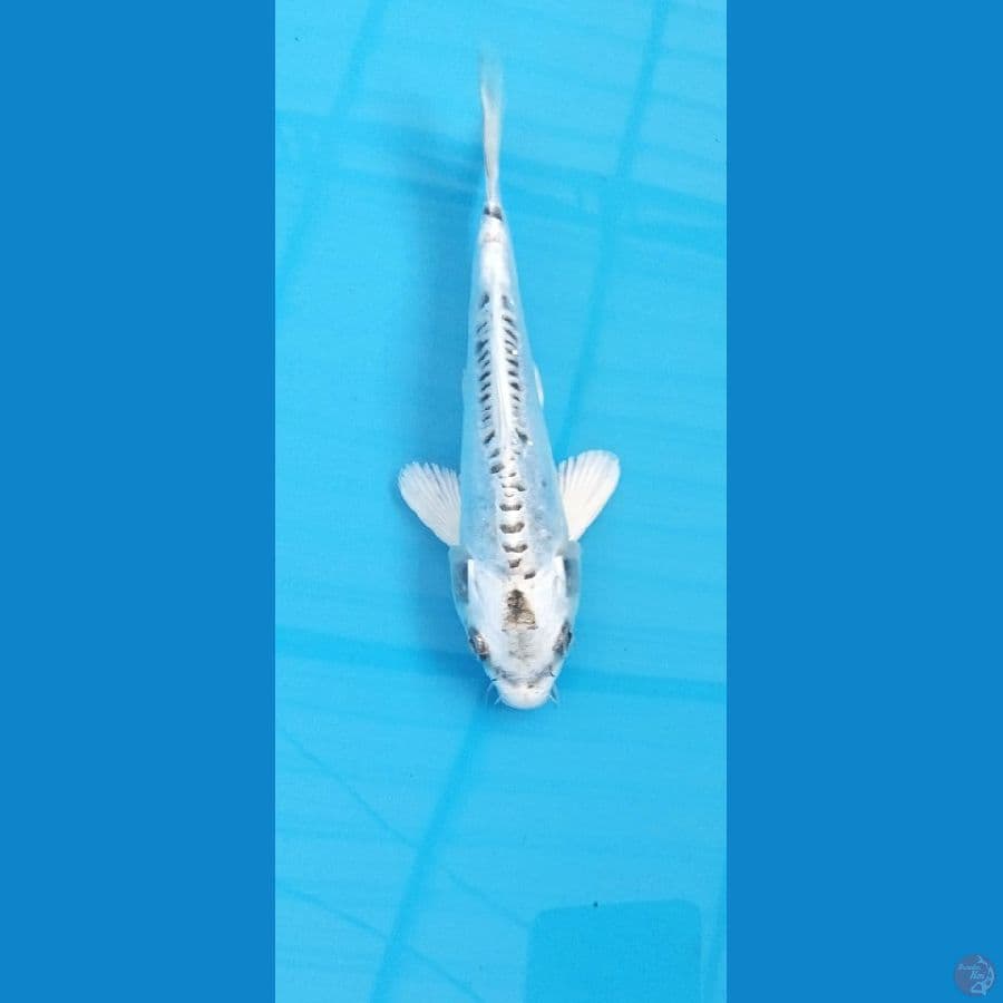White mizuo 20cm