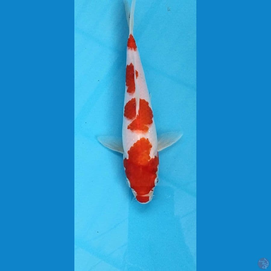 Kohaku saiya 21cm
