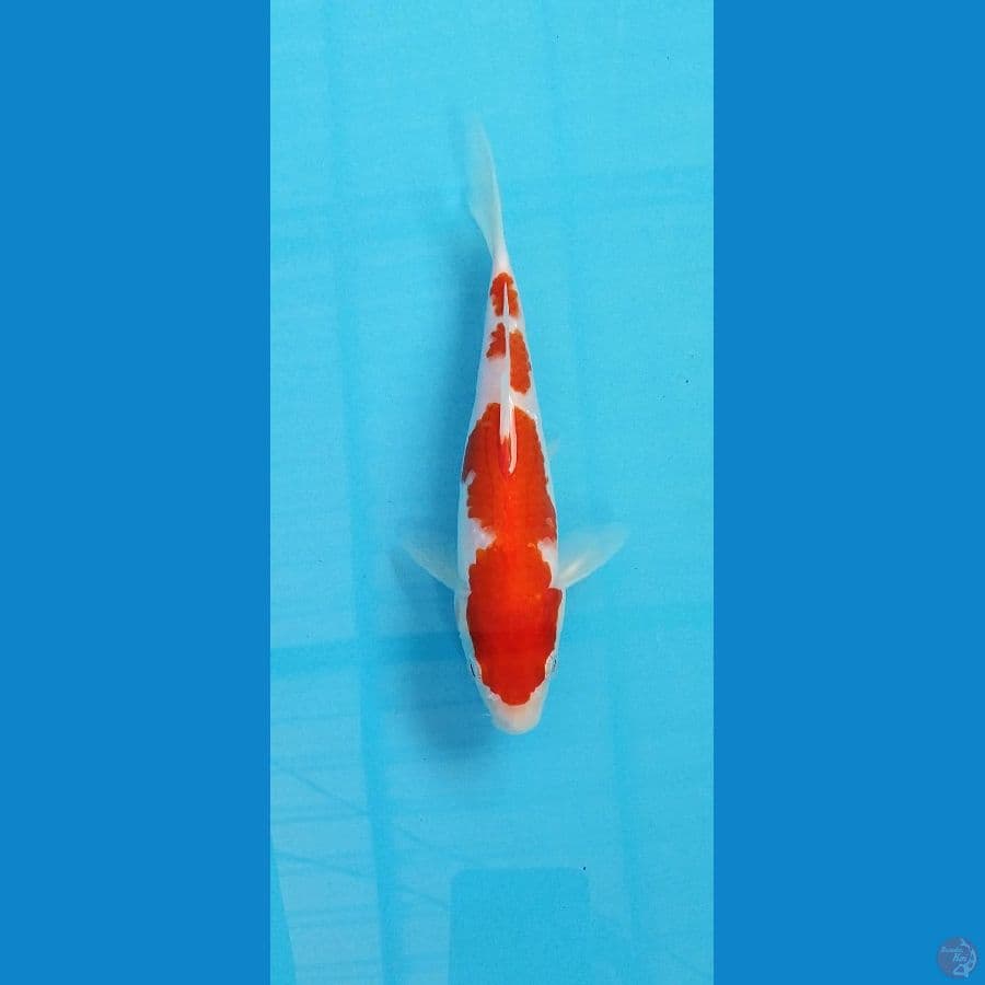 kohaku 20cm hq