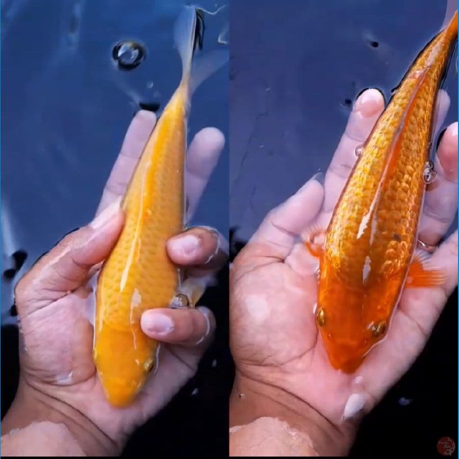 Karasi & Caramel Ginrin size 20 bu