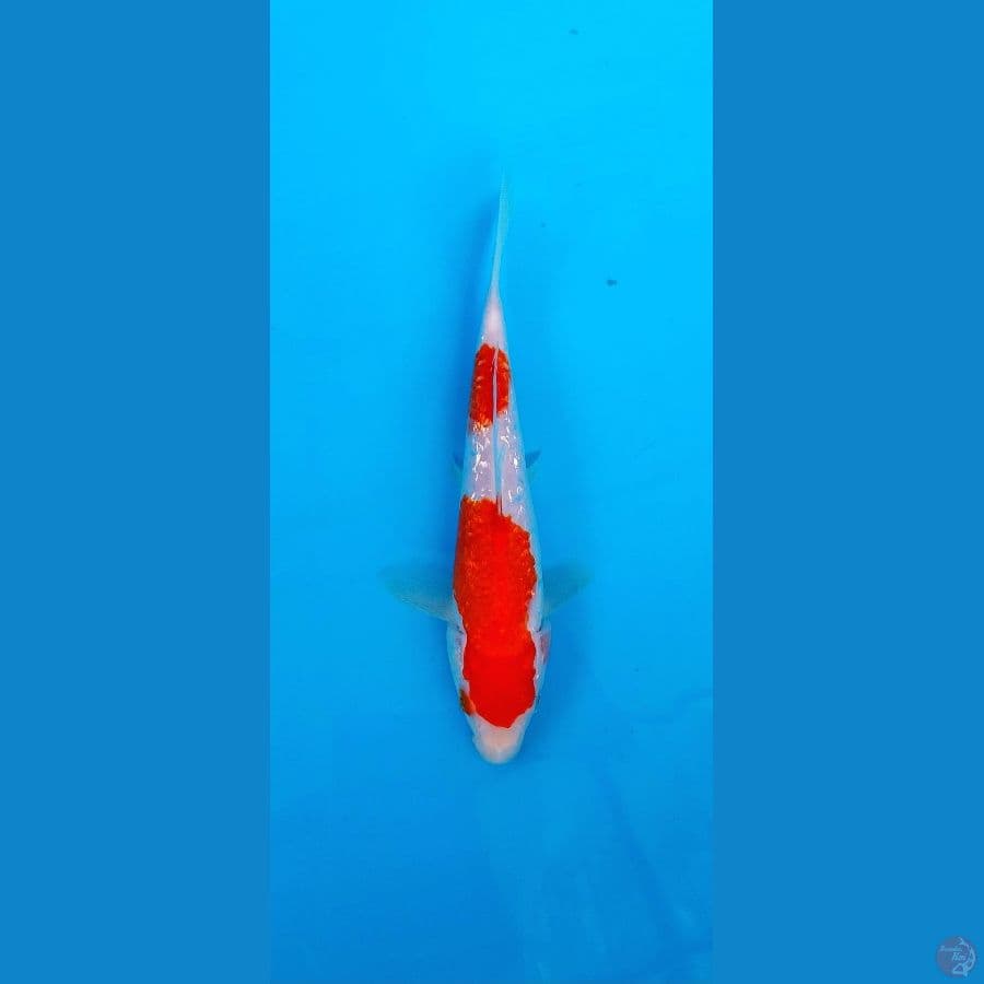 Gindrin full kohaku 20cm
