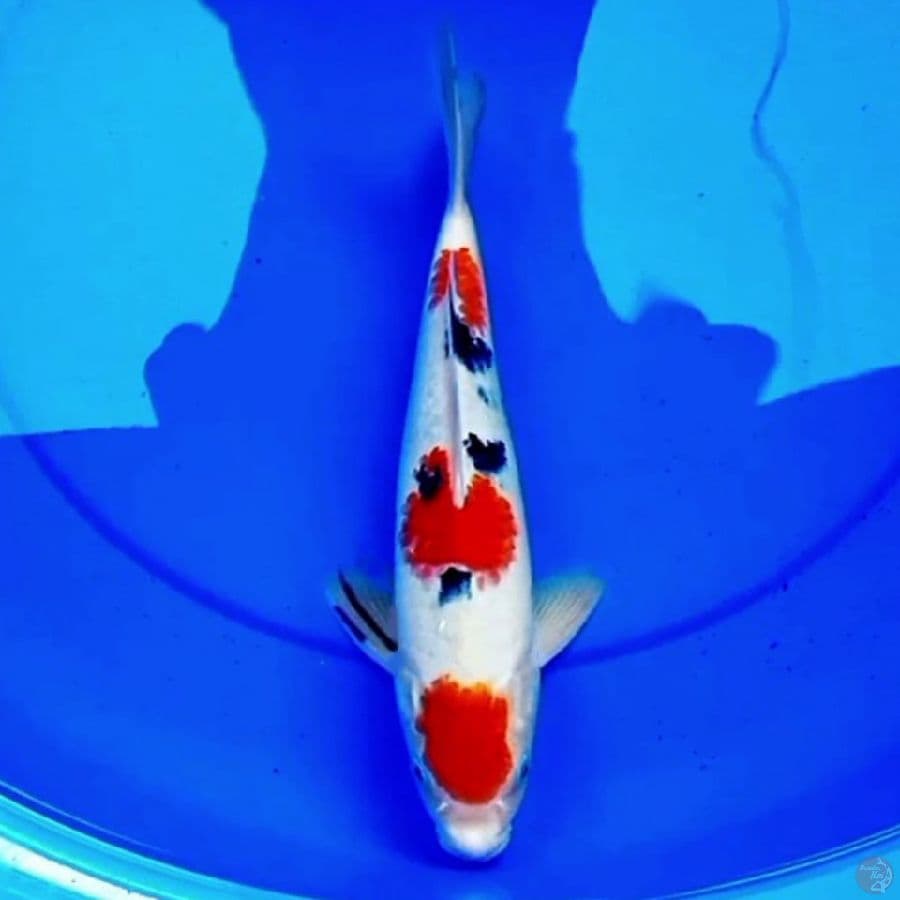 32cm ORI MARUTEN SANKE HIGH QUALITY