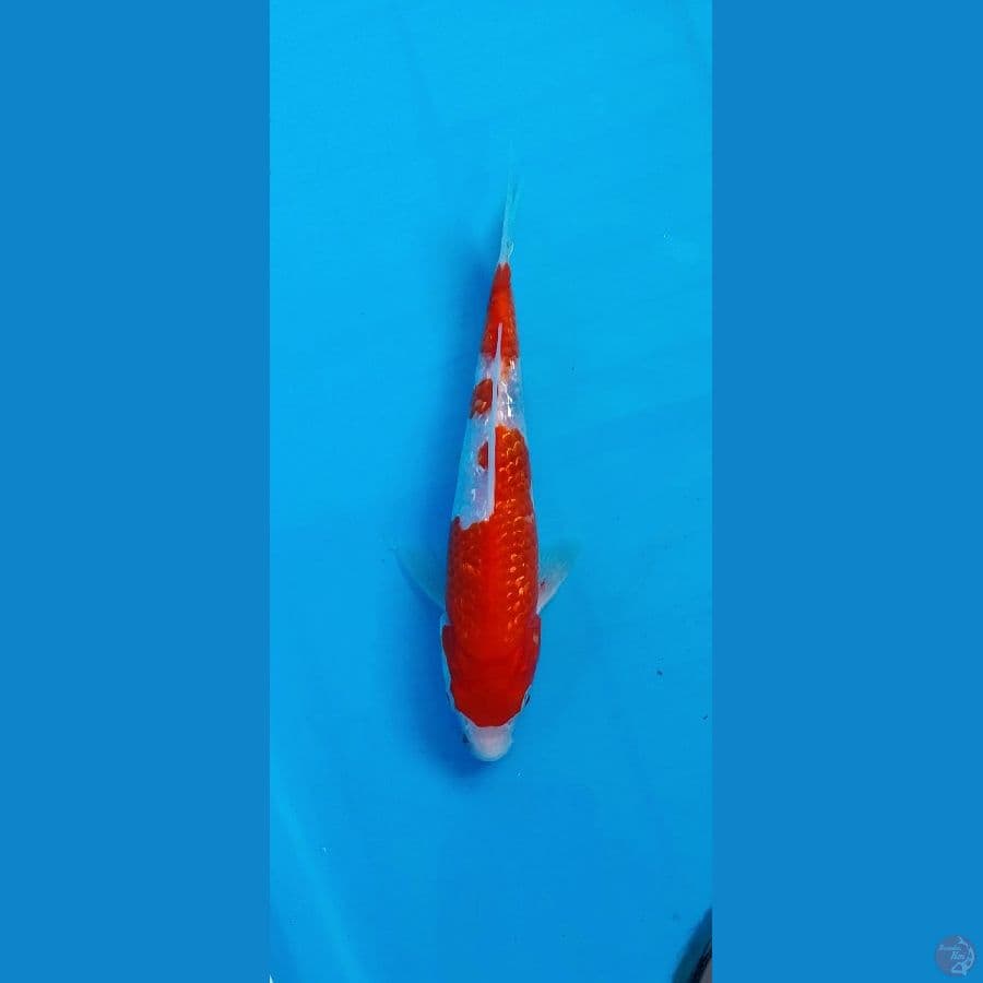 Gindrin kohaku sq