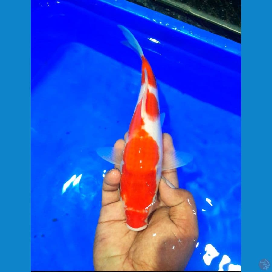 KOHAKU ( 25 CM)