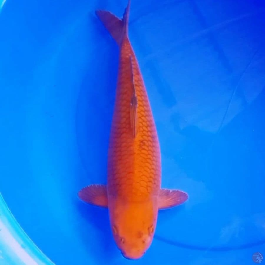 41cm CHAGOI BODI BADAK