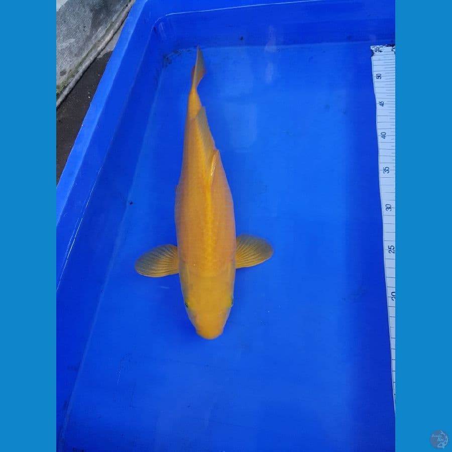 KARASHI MM 38 CM
