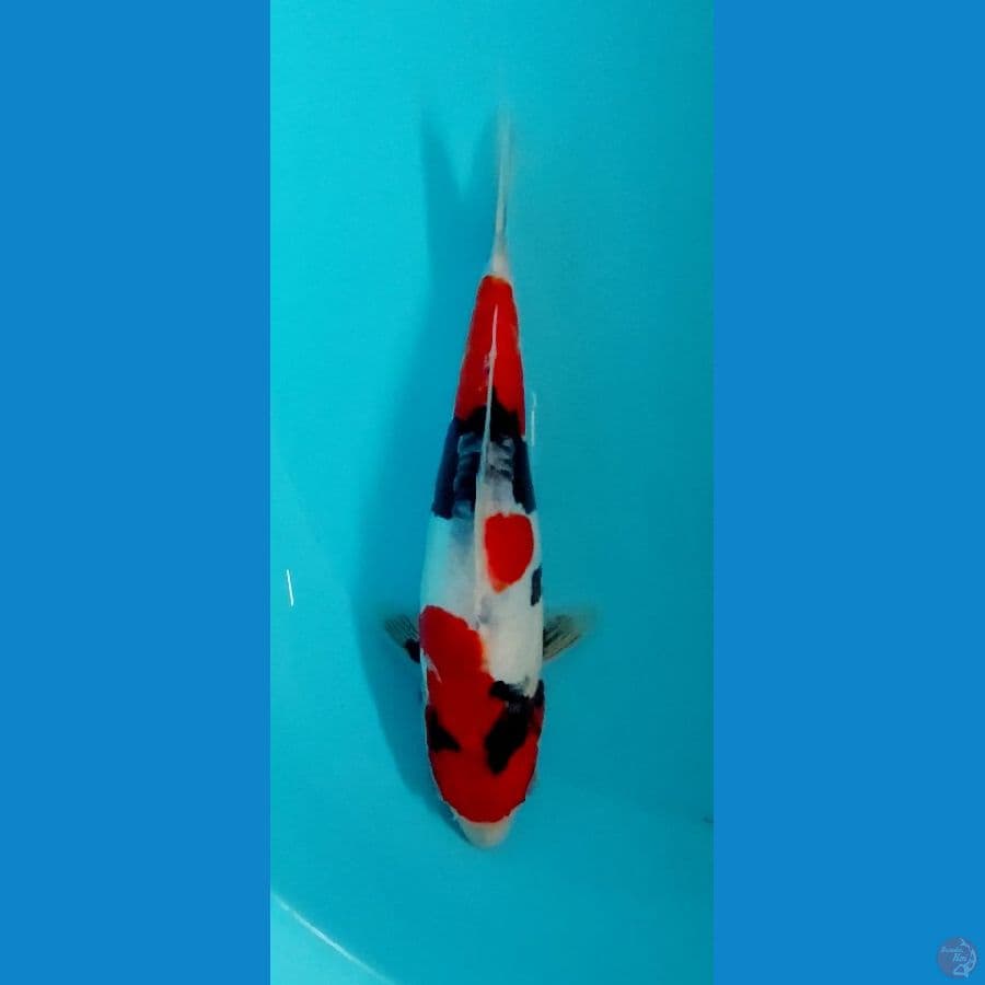Showa Doitshu 24cm